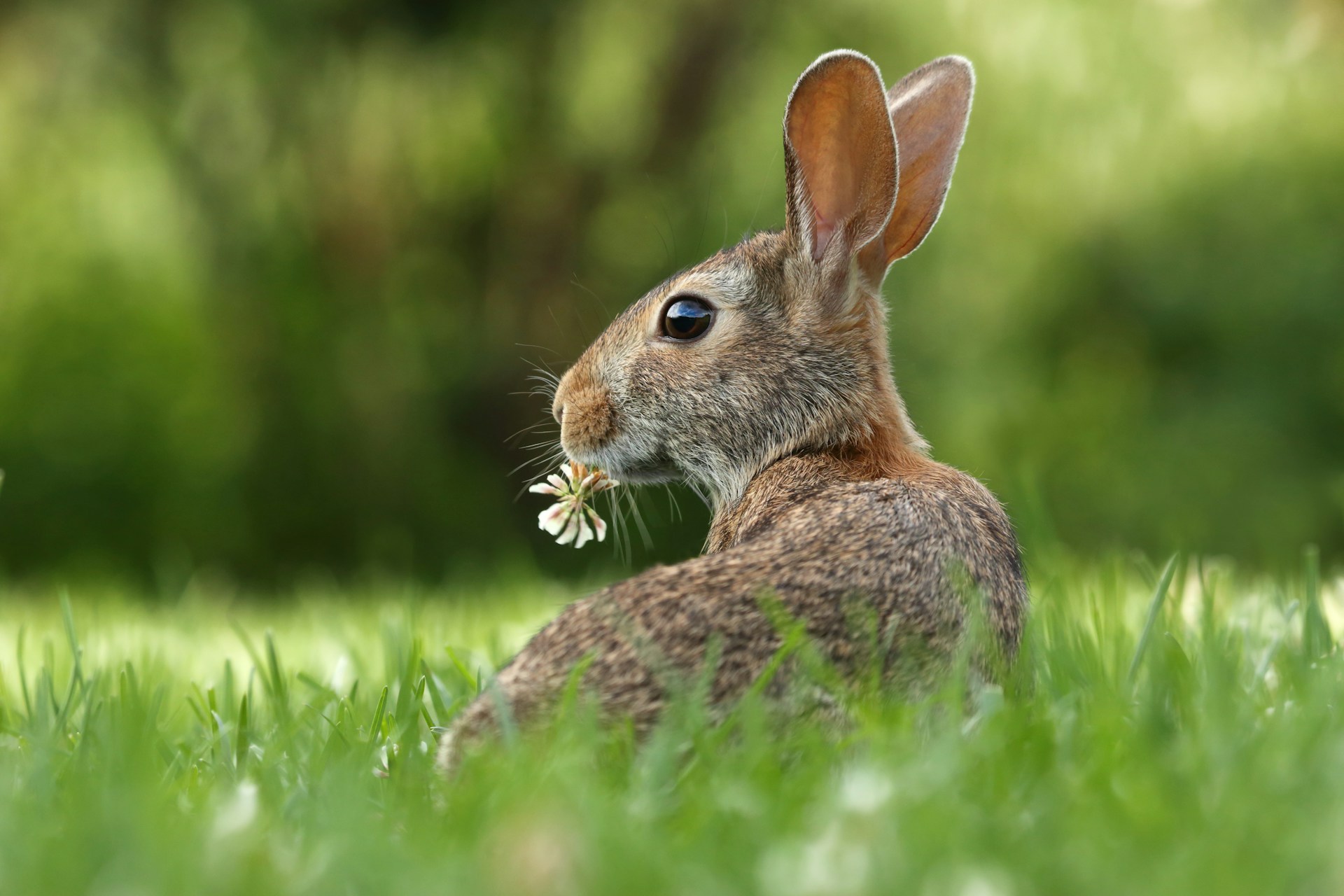 rabbit chewing on a clover flower