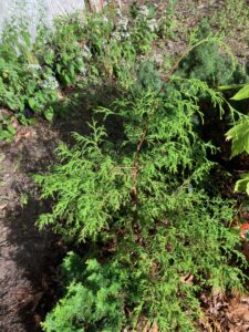 Arborvitae (Thuja occidentalis)