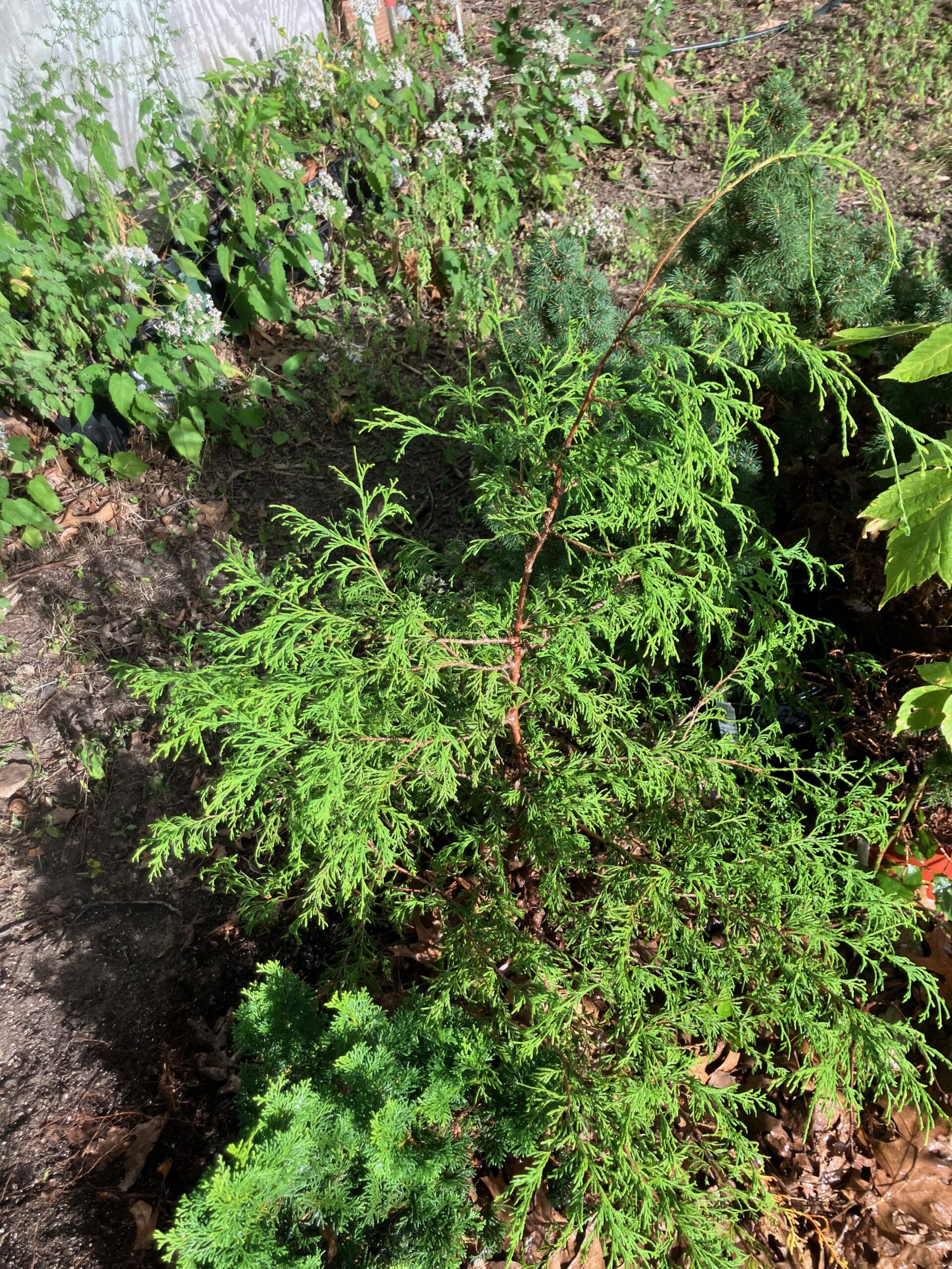 Arborvitae (Thuja occidentalis)