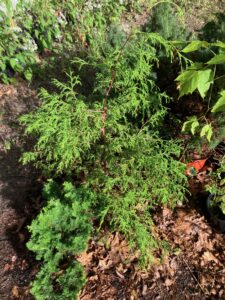 Arborvitae (Thuja occidentalis)
