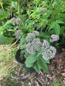 Autumn Joy Sedum (Hylotelephium 'Autumn Joy')
