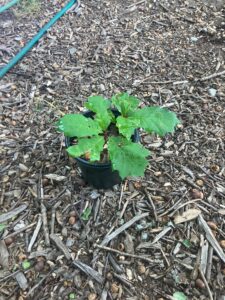 Black Oak (Quercus velutina)