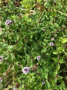 Black Spearmint (Mentha spicata)