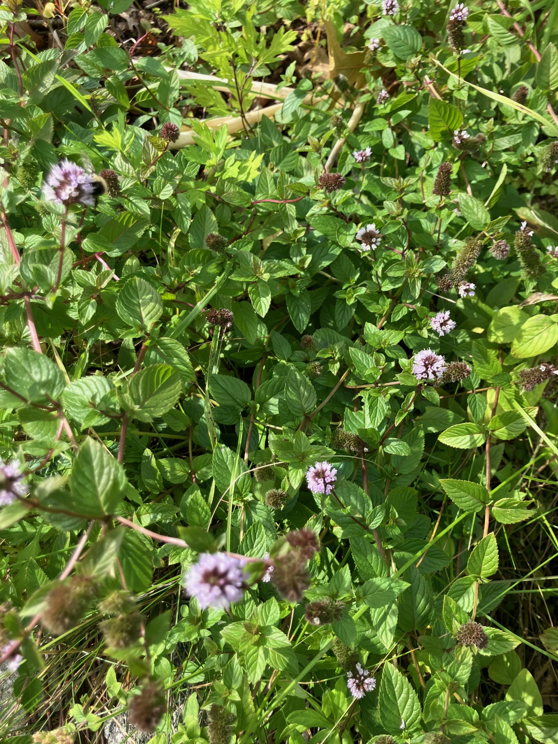 Black Spearmint (Mentha spicata)