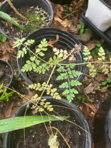 Bleeding Heart (Lamprocapnos spectabilis)