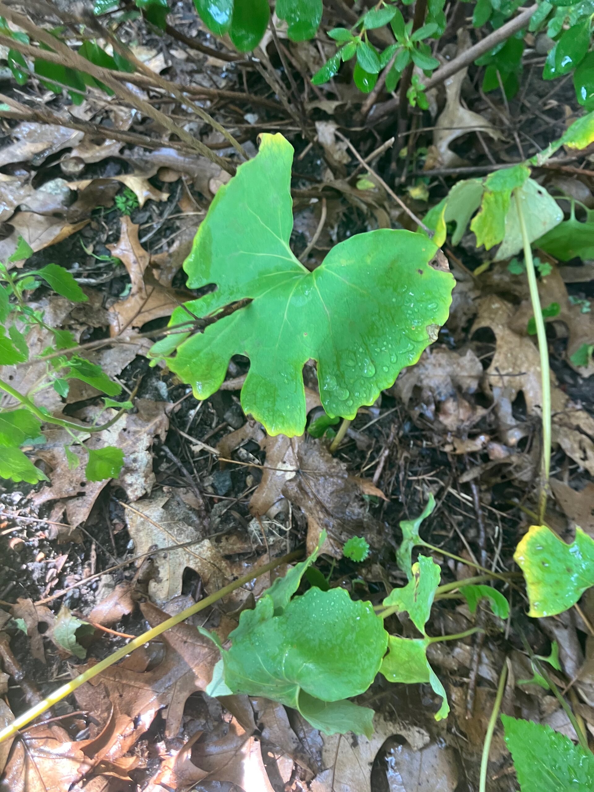 Bloodroot (Sanguinaria canadensis)
