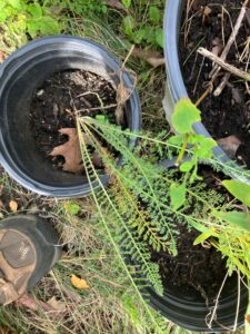 Common Yarrow (Achillea millefolium)