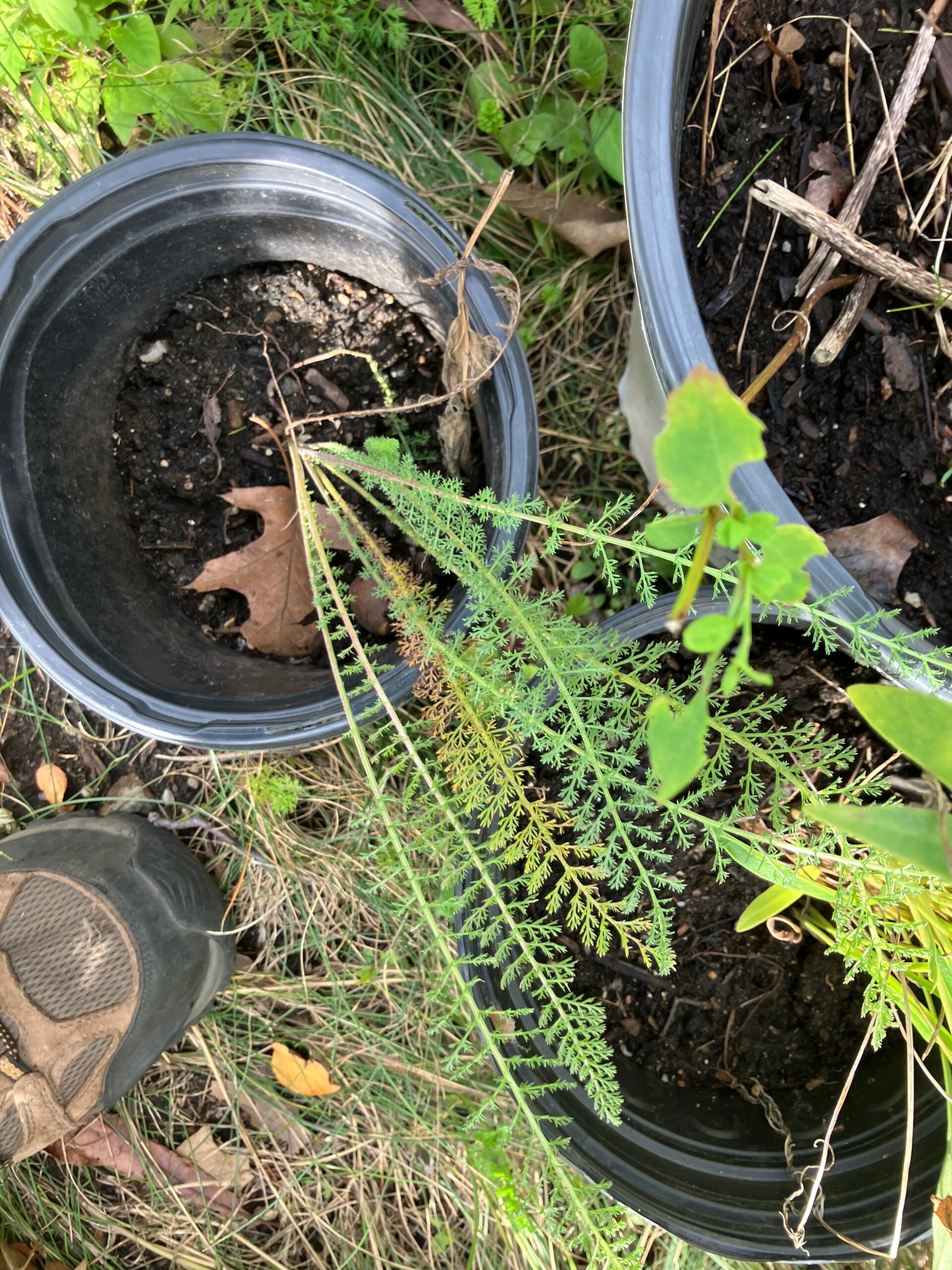 Common Yarrow (Achillea millefolium)