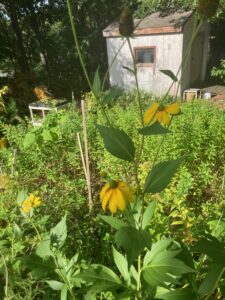 Cutleaf Coneflower (Rudbeckia laciniata)