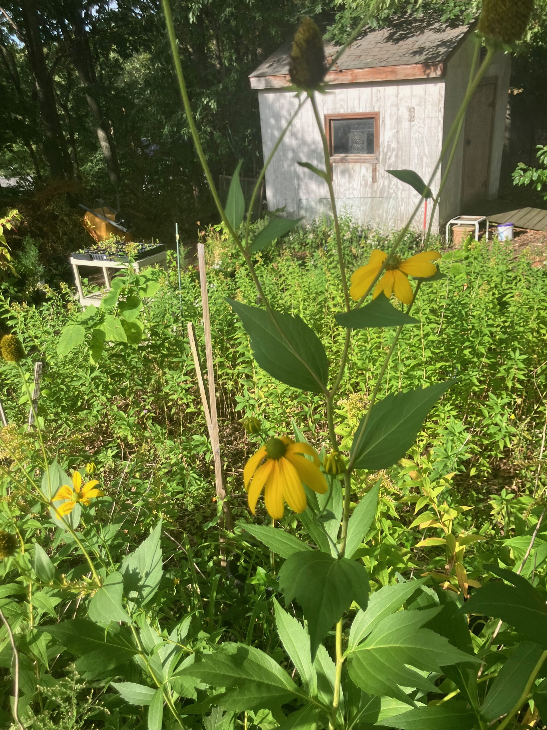 Cutleaf Coneflower (Rudbeckia laciniata)
