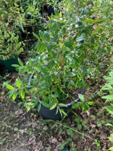 Doghobble (Leucothoe fontanesiana)