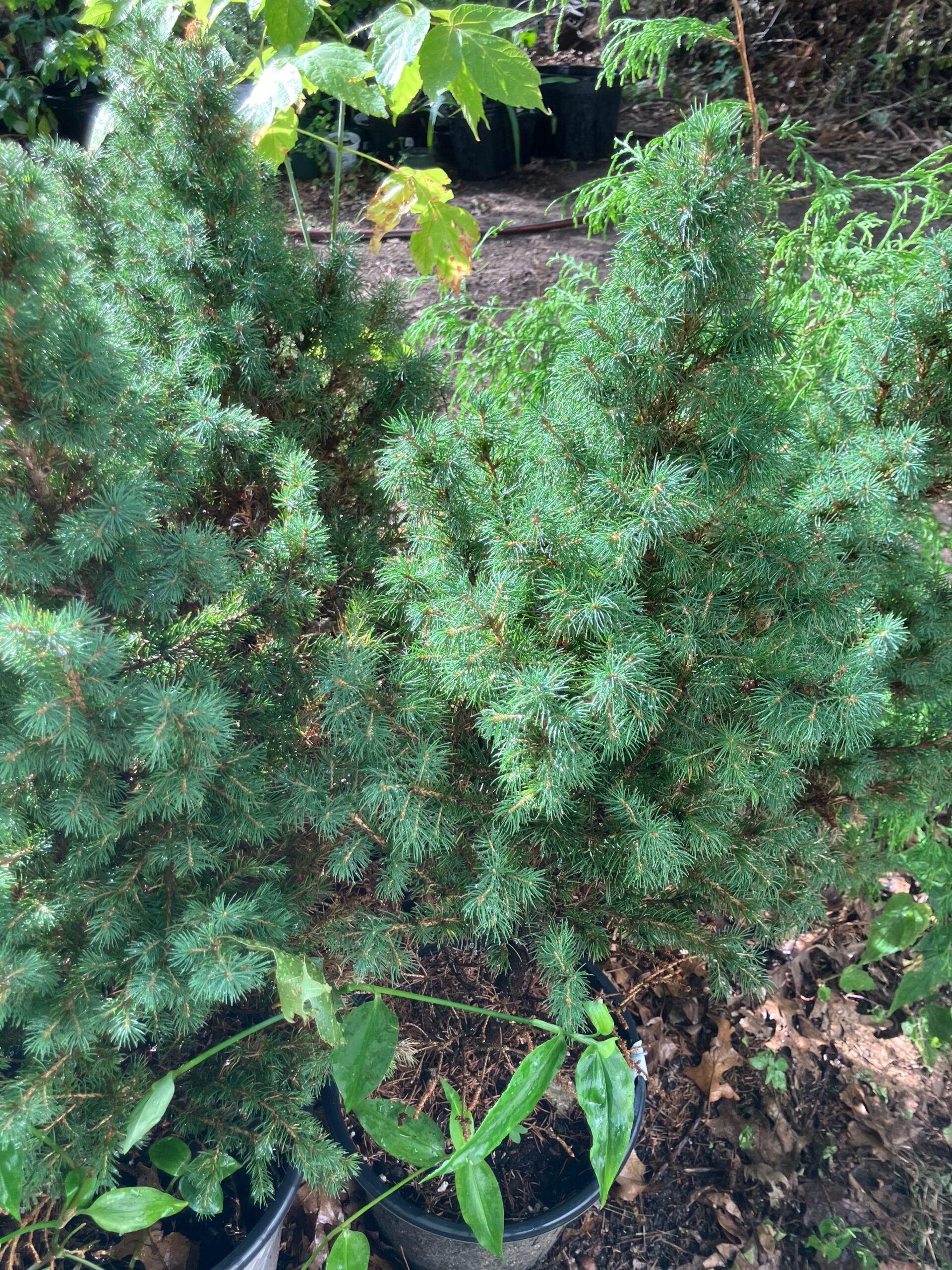Dwarf Alberta Spruce (Picea glauca 'Conica')