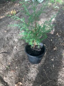 Eastern Red Cedar (Juniperus virginiana)