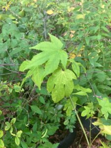 Flowering Maple (Abutilon x hybridum)