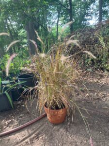 Fountain Grass (Pennisetum alopecuroides)
