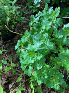 Garden Mum (Chrysanthemum x morifolium)
