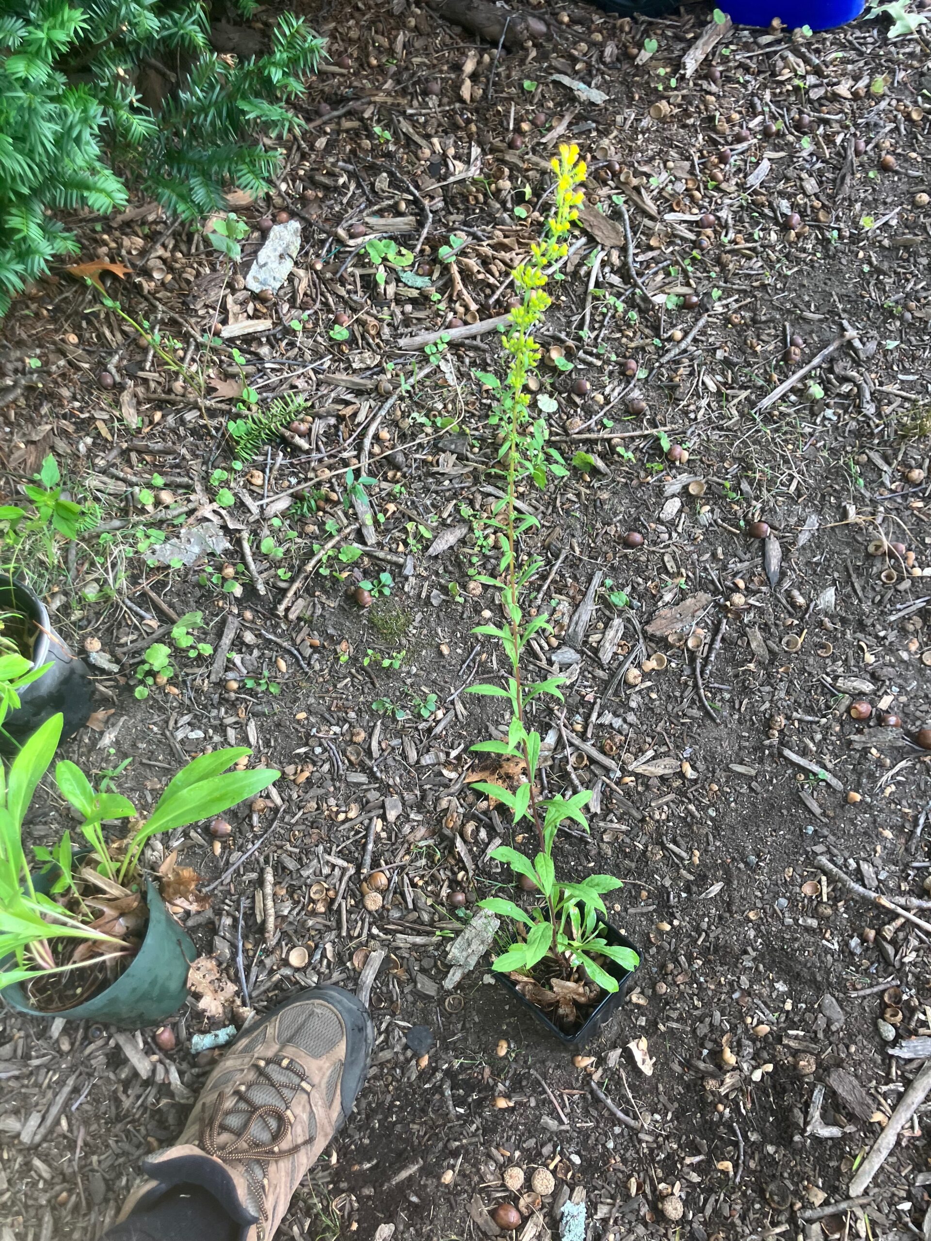 Goldenrod (Solidago sp.)