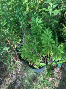 Goldenrod (Solidago sp.)
