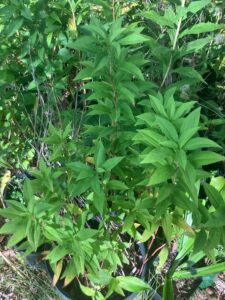 Goldenrod (Solidago sp.)