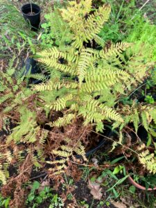 Hay-scented Fern (Dennstaedtia punctilobula)