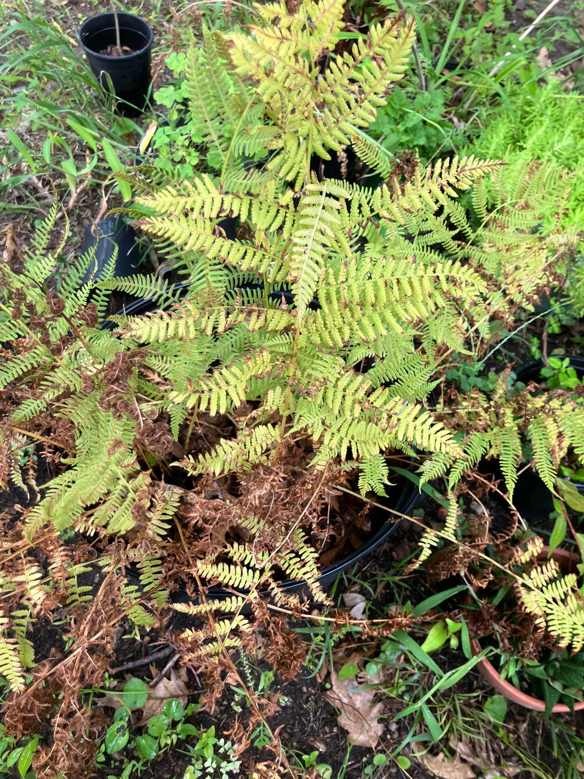 Hay-scented Fern (Dennstaedtia punctilobula)