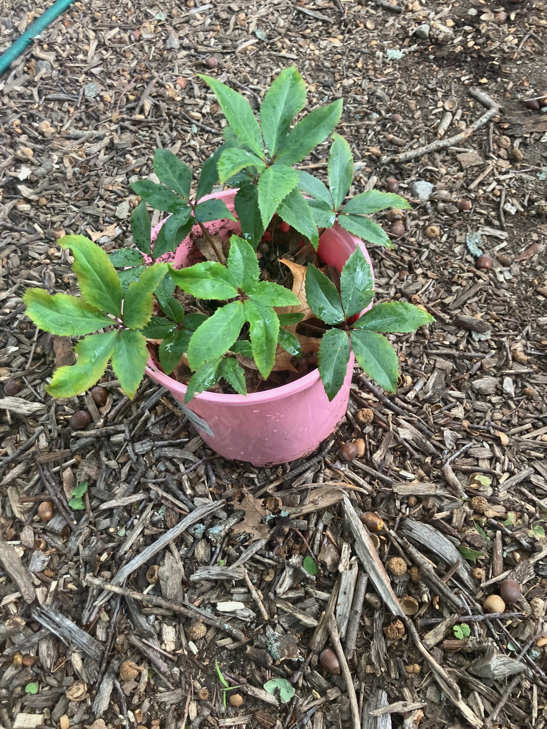 Hellebore (Helleborus x hybridus)