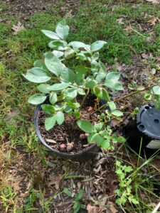 Highbush Blueberry (Vaccinium corymbosum)