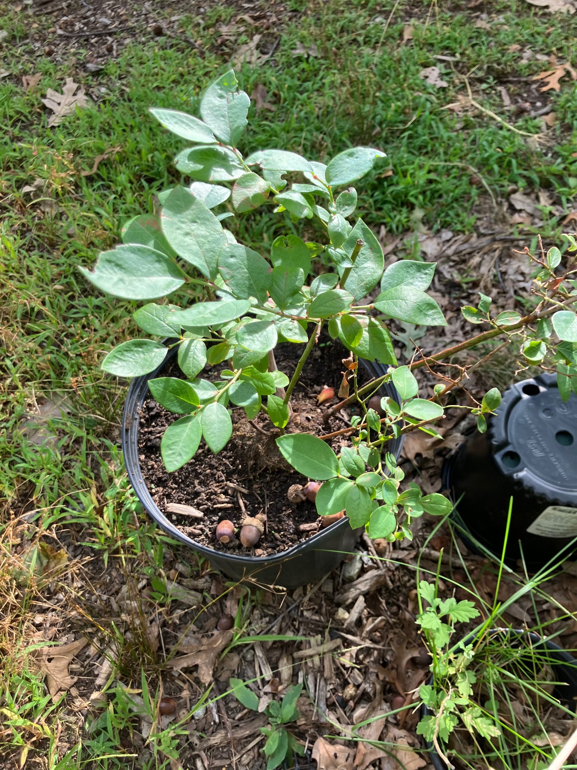 Highbush Blueberry (Vaccinium corymbosum)