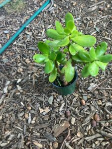 Jade Plant (Crassula ovata)