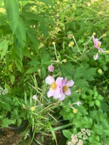 Japanese Anemone (Anemone x hybrida)