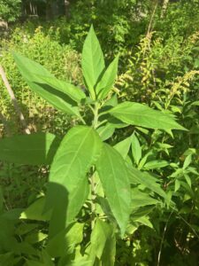 Jerusalem Artichoke (Helianthus tuberosus)