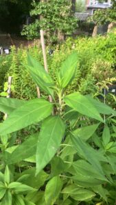 Jerusalem Artichoke (Helianthus tuberosus)