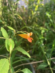Jewelweed (Impatiens capensis)