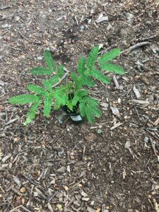 Mimosa (Albizia julibrissin)