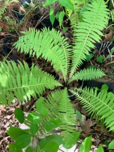 Ostrich Fern (Matteuccia struthiopteris)