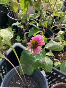 Purple Coneflower (Echinacea purpurea)