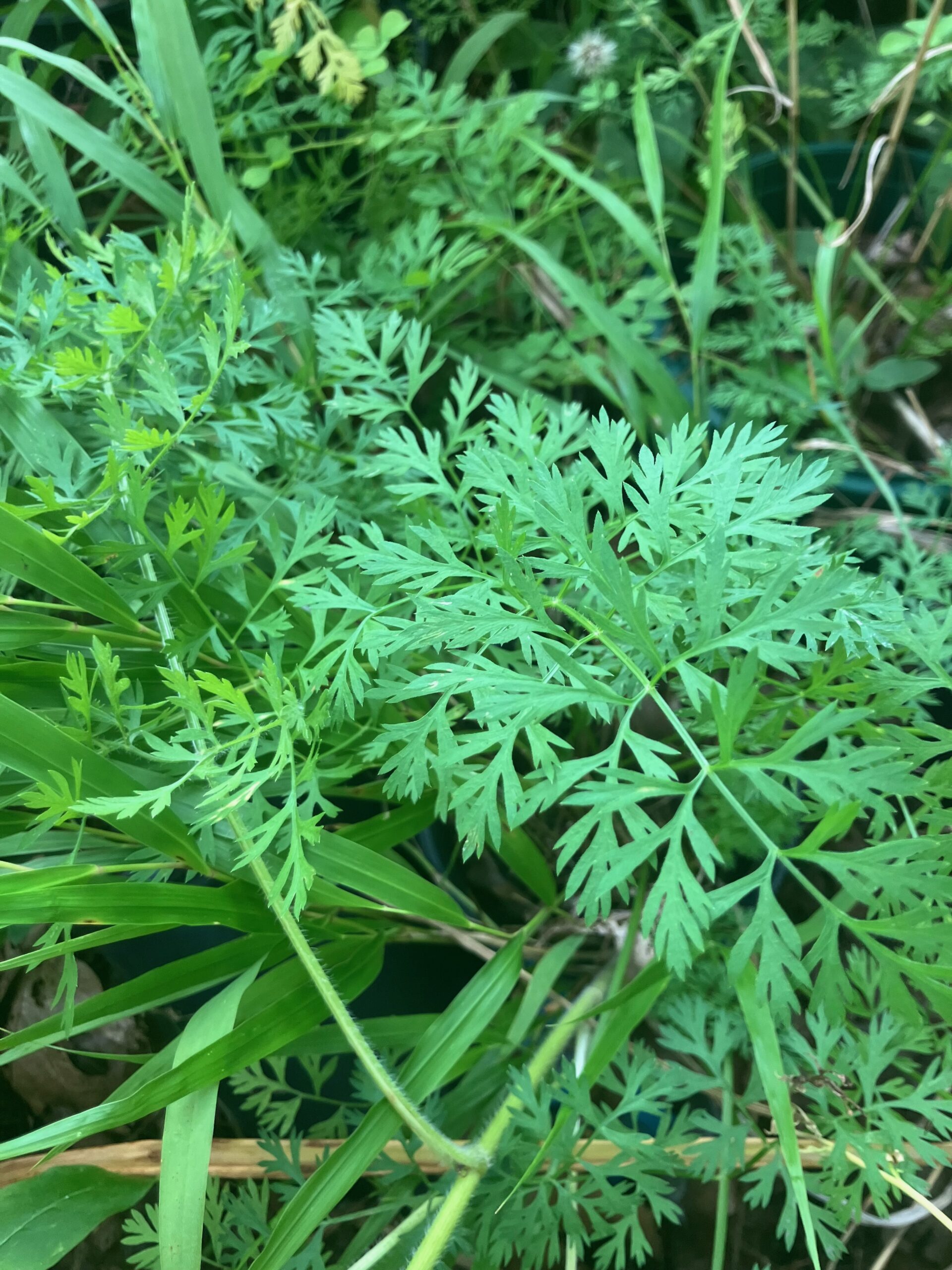 Queen Anne's Lace (Daucus carota)