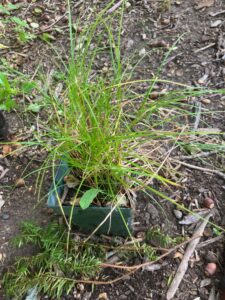 Sedge (Carex sp.)