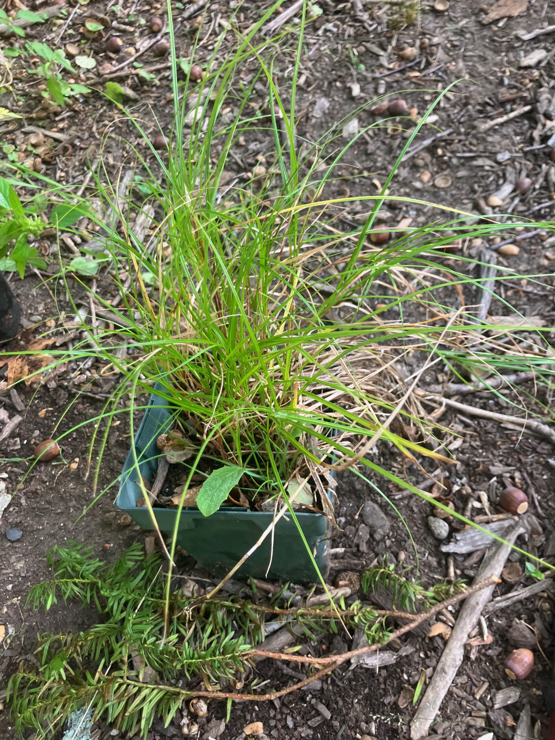 Sedge (Carex sp.)