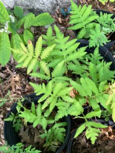 Sensitive Fern (Onoclea sensibilis)