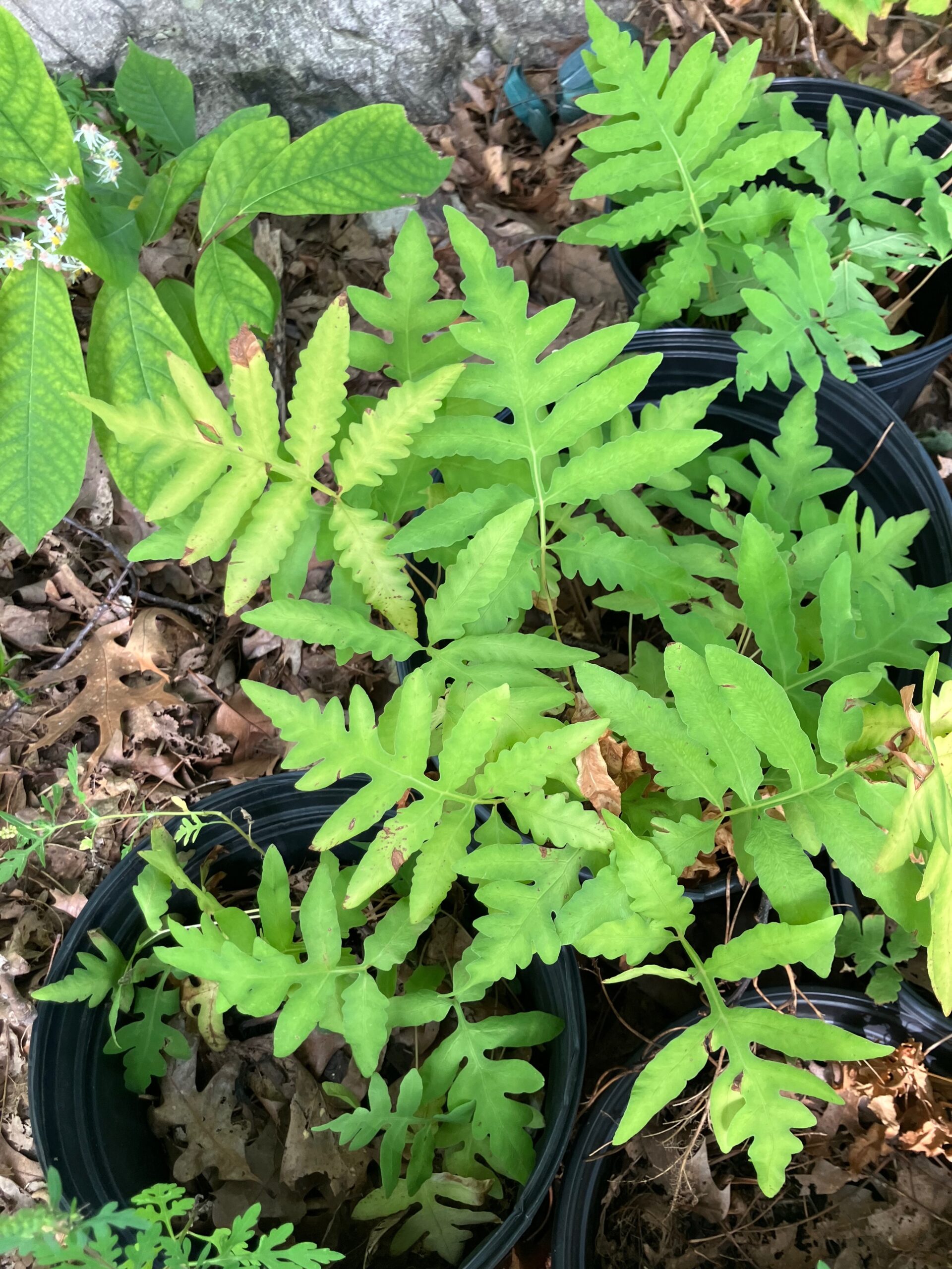 Sensitive Fern (Onoclea sensibilis)