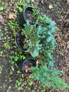 Shore Juniper (Juniperus conferta)
