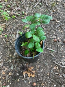 Smoke Bush (Cotinus coggygria)