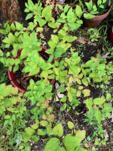 Spirea (Spiraea japonica)