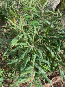Sweetfern (Comptonia peregrina)