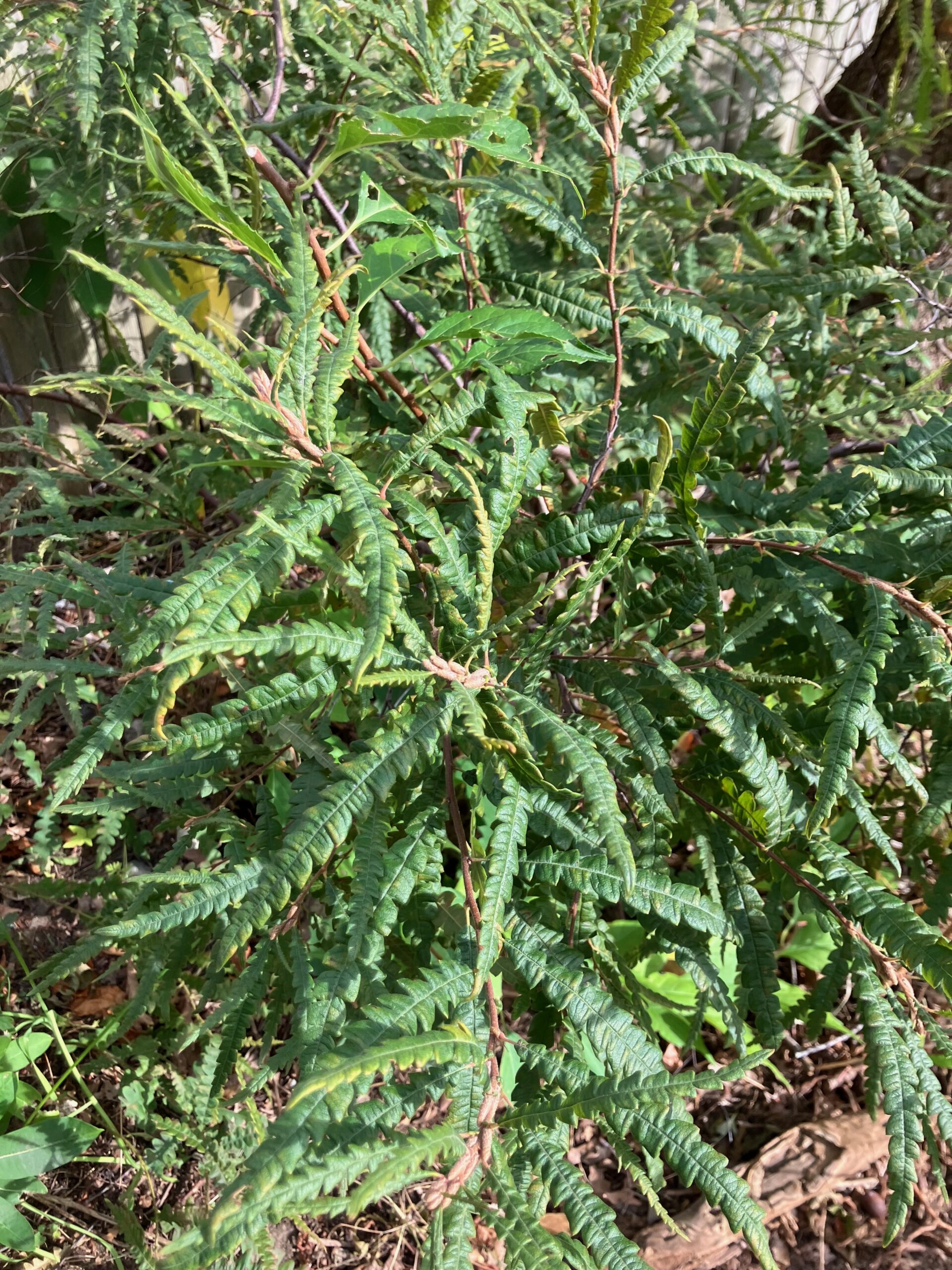 Sweetfern (Comptonia peregrina)