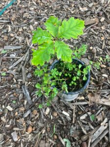 White Oak (Quercus alba)