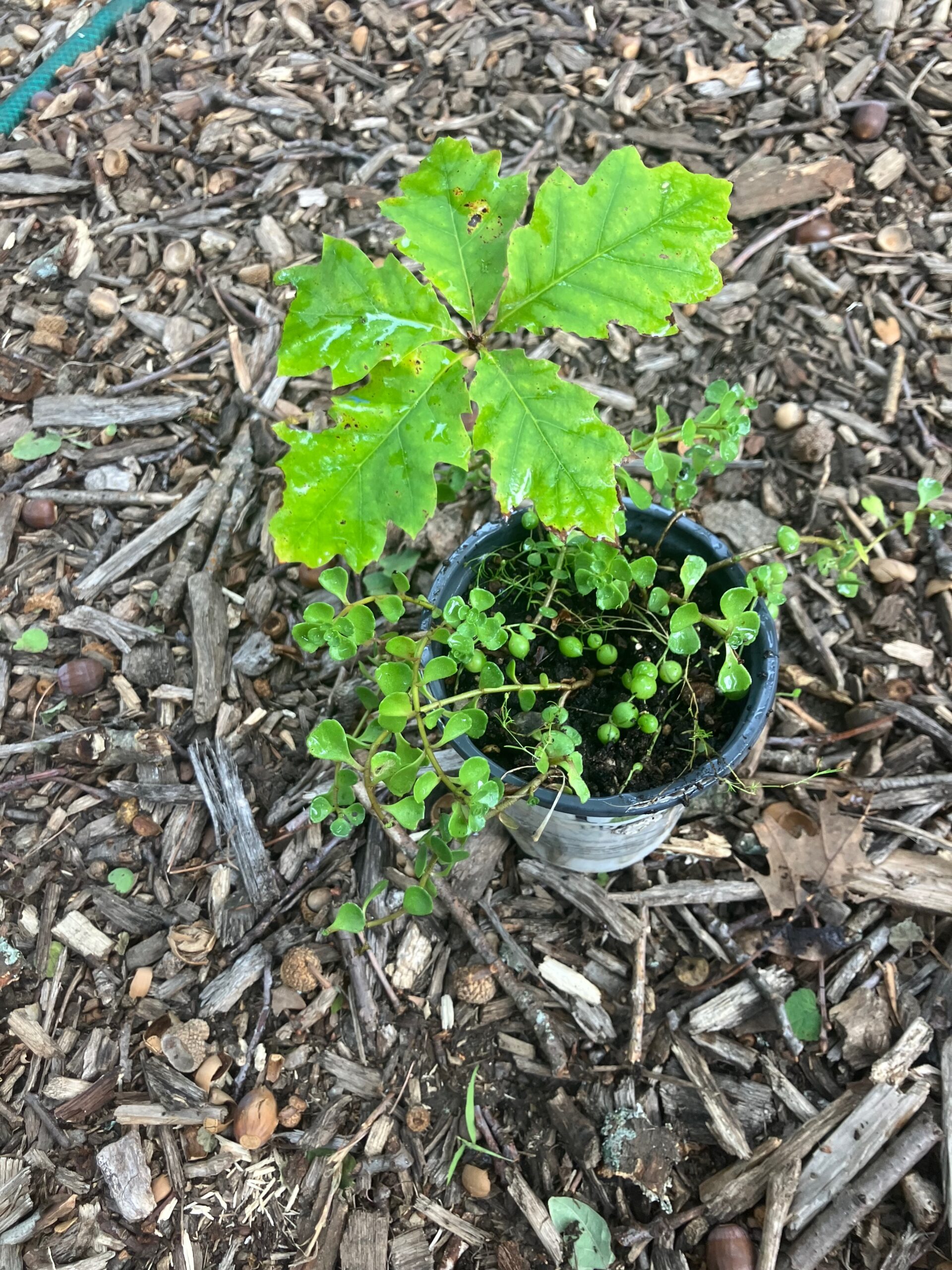 White Oak (Quercus alba)