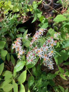 White Wood Aster (Eurybia divaricata)