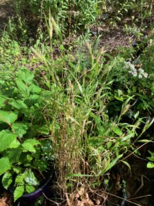 Wild Rye (Elymus sp.)